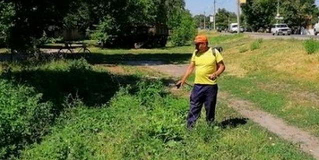 




У Шполянській ОТГ всерйоз взялися боротися з амброзією


