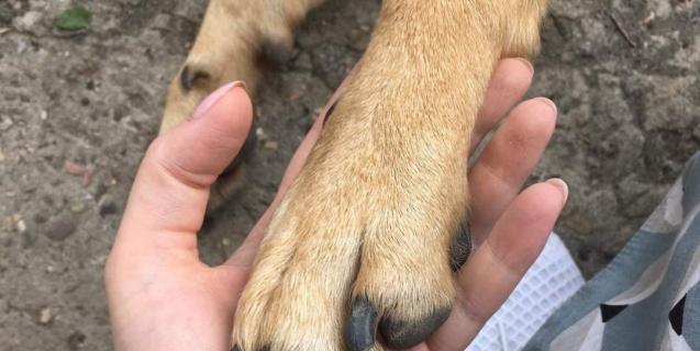 




Війна і безпритульні тварини: яка ситуація на Черкащині


